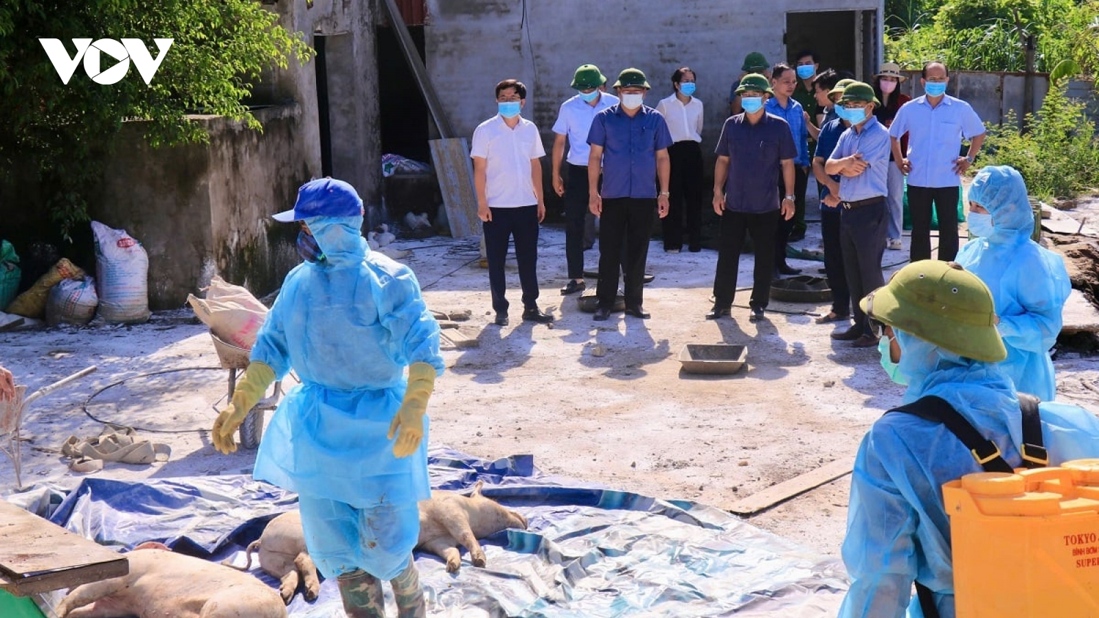 Bùng phát dịch tả lợn châu Phi ở Ninh Bình, gần 600 tấn lợn bị tiêu hủy